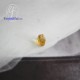 ซิทริน-พลอยแท้-พลอย-พลอยร่วง-Citrine-Gemstone-Birth stone-Loose Stones-Heart-G-Ct4x4-Ht